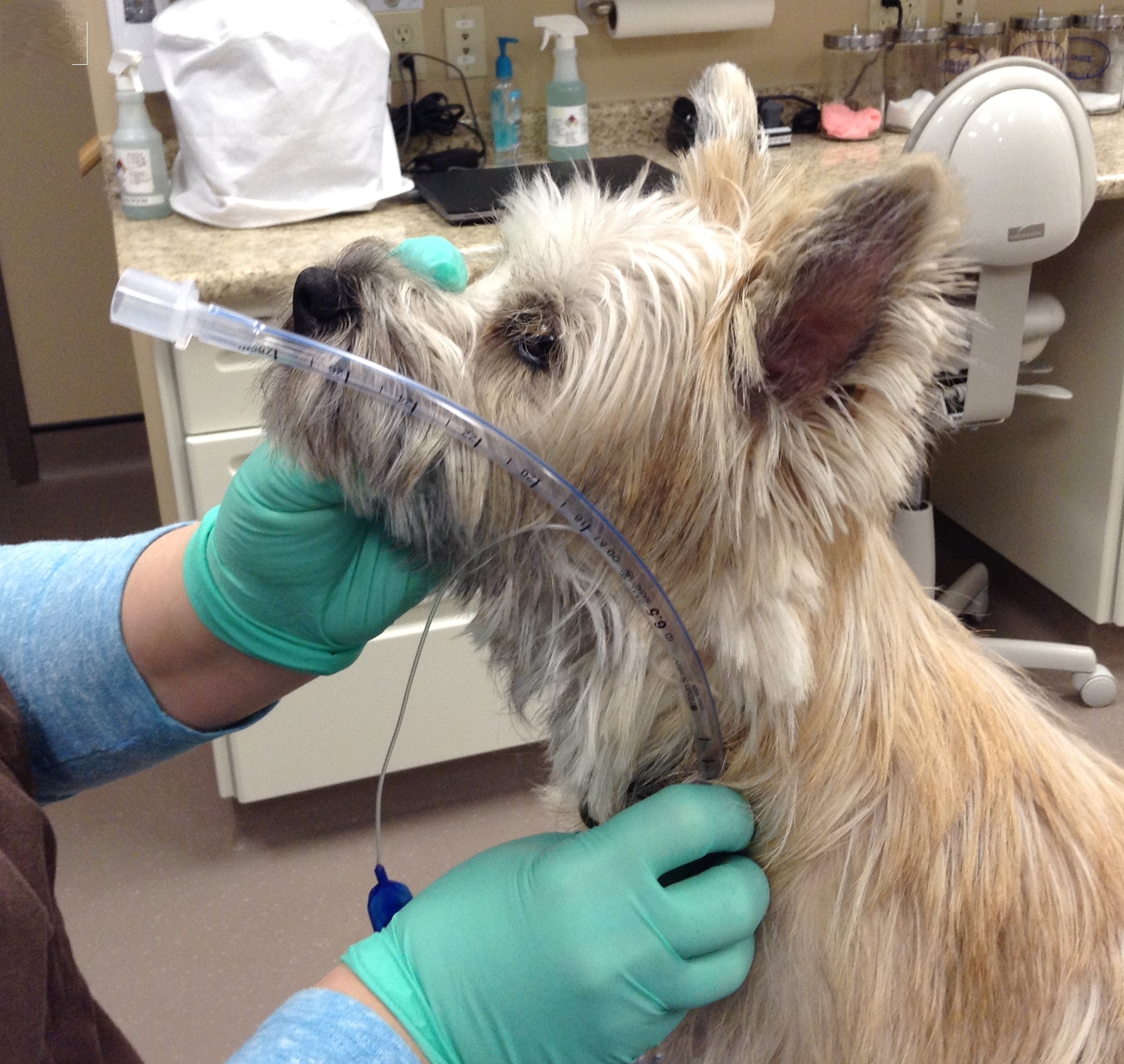 Safe Anesthesia